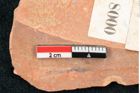 Foto (Detailansicht) von Santalum salicinum Ettingshausen (NHMW-GEO-2024-0188-8000)